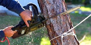 Leaf Removal in Loomis, CA