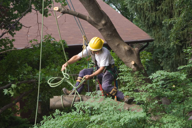 Trusted Loomis, CA Tree Removal Services Experts